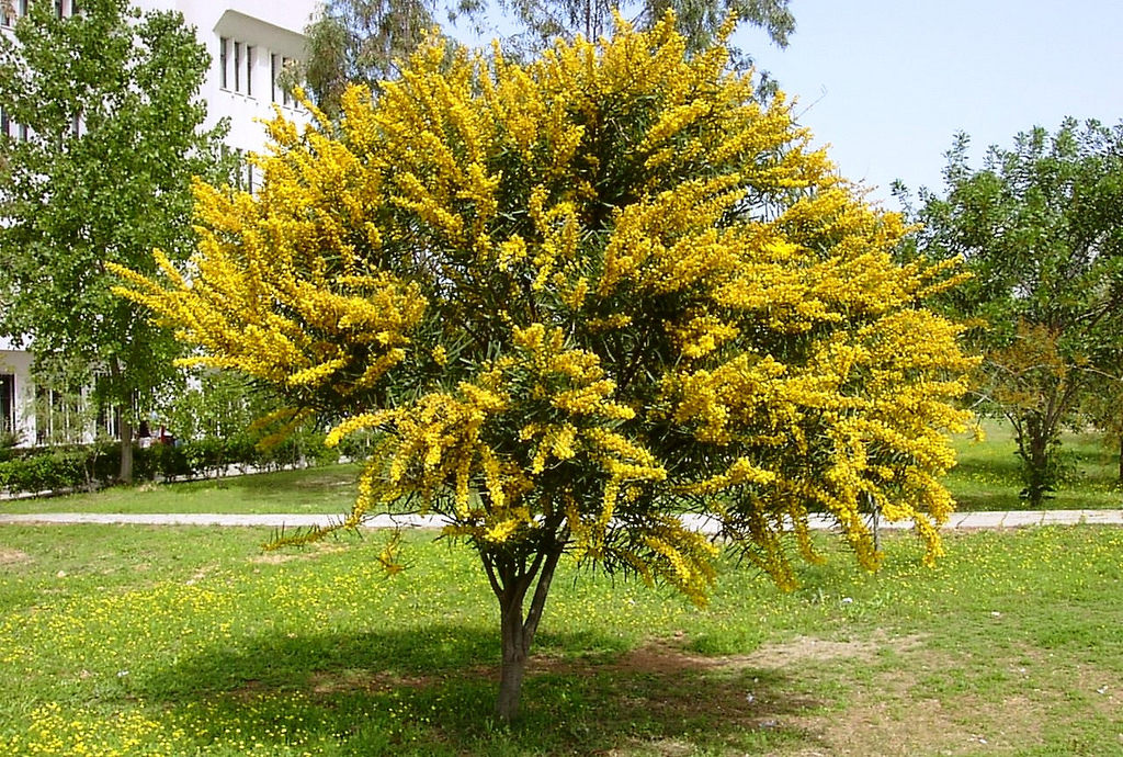 Acacia cyanophylla BD source